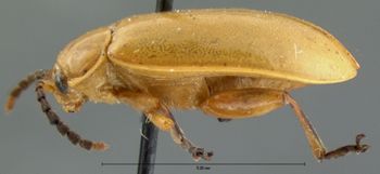 Media type: image; Entomology 18757   Aspect: habitus lateral view